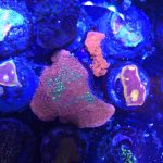 JF Grafted Sun Montipora Capricornis