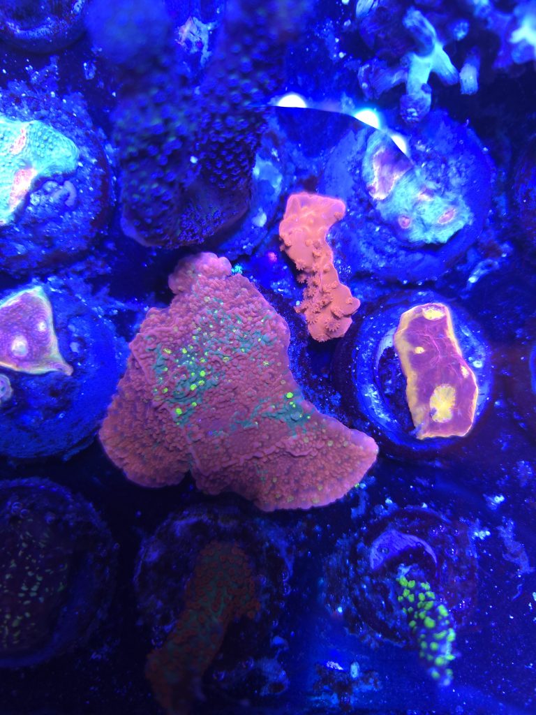 JF Grafted Sun Montipora Capricornis