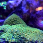 John Deere Leptastrea