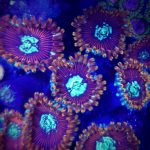 Magicians Zoanthid