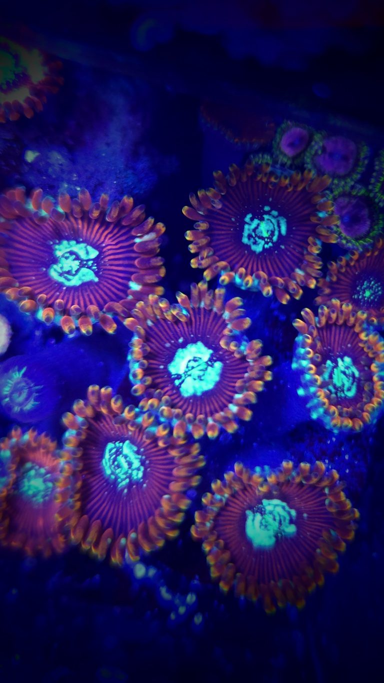 Magicians Zoanthid