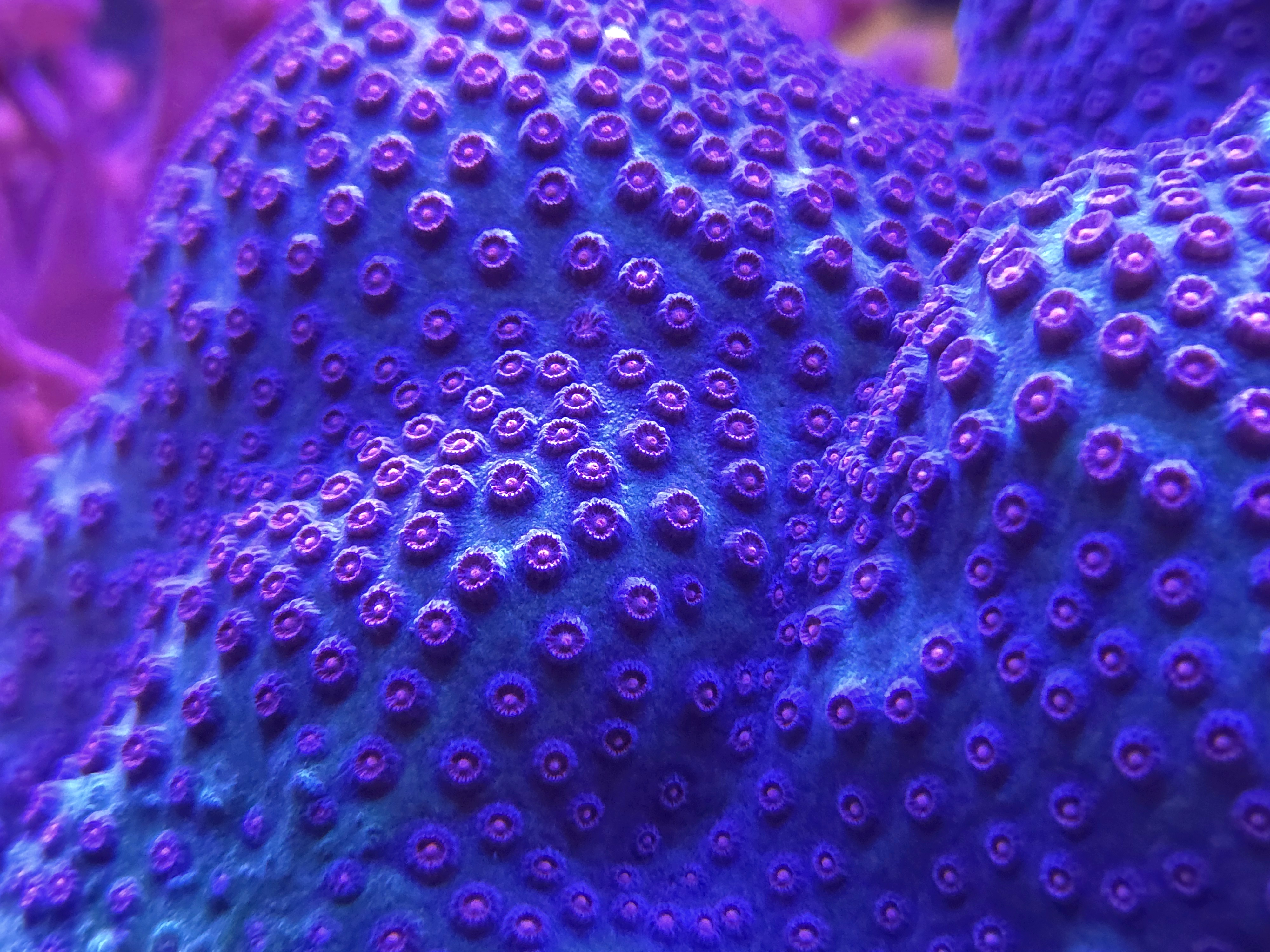 Meteor Shower Cyphastrea