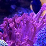 Miss Piggy Goniopora