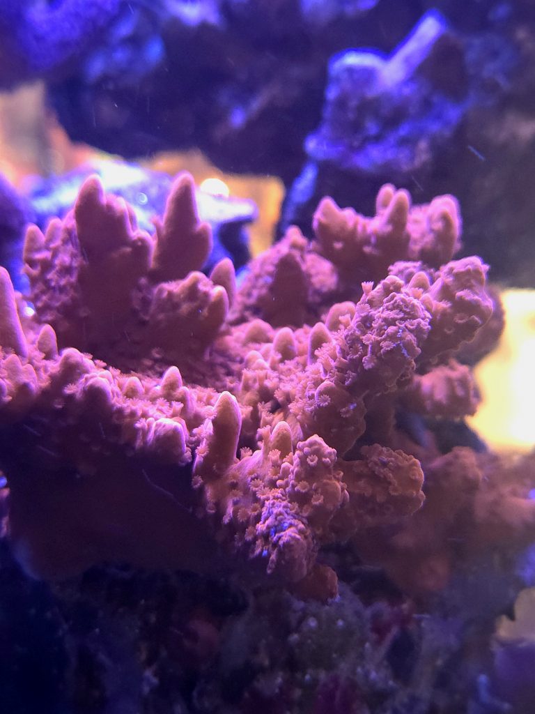 Montipora Setosa