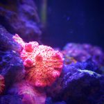 Orange Glow Discosoma Mushroom