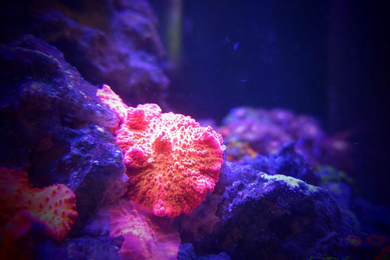 Orange Glow Discosoma Mushroom