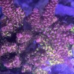 PC Rainbow Acropora Colony
