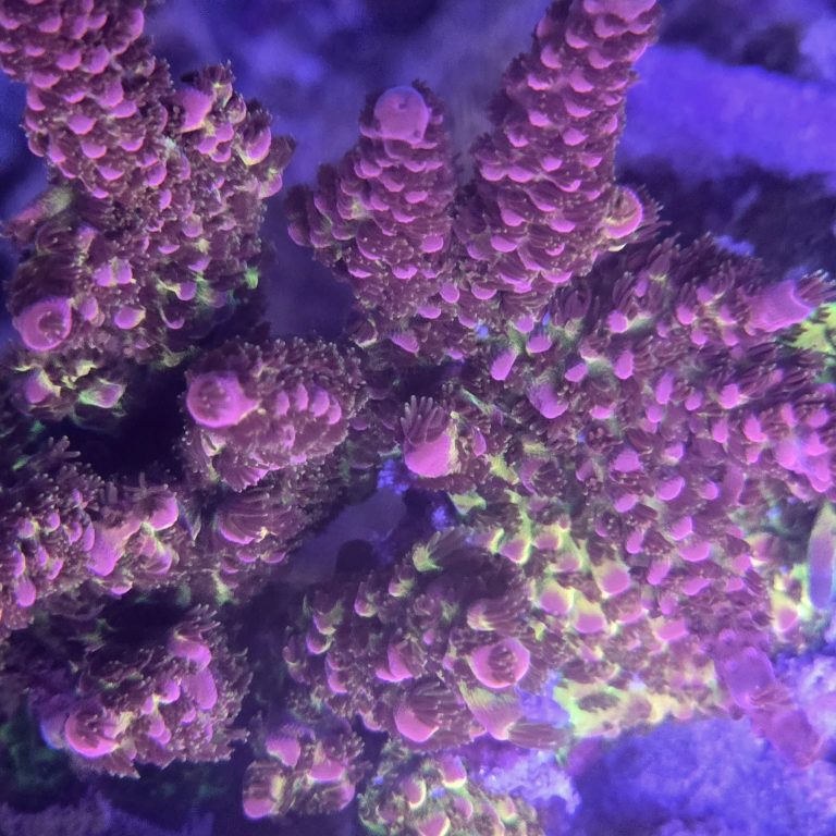 PC Rainbow Acropora Colony