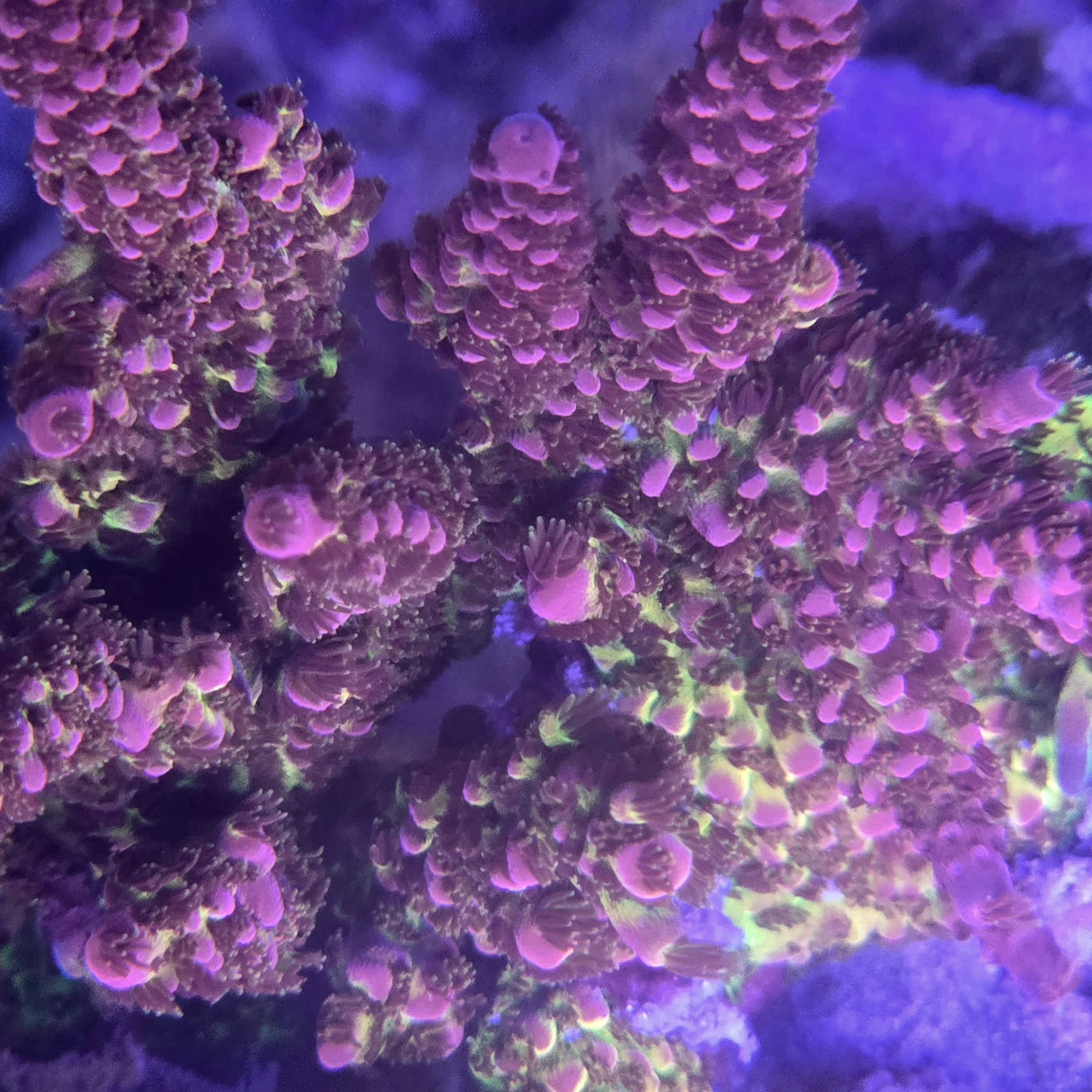 PC Rainbow Acropora Colony