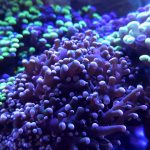 Peach Frogspawn