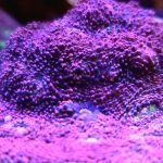 Pink Boobies Chalice