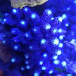 Purple Milka Stylophora