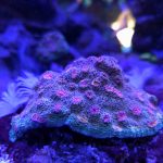 Purple Urkel Chalice