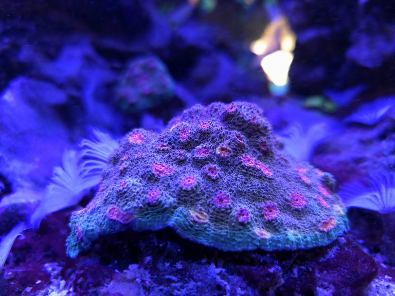 Purple Urkel Chalice