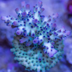 RR The Vinh Acropora
