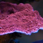 Red Montipora Capricornis