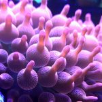 Rose Bubbletip Anemone Close Up