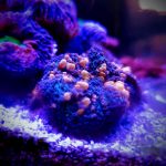 Sunkist Bounce Mushroom