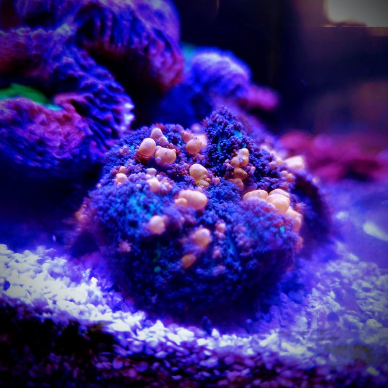 Sunkist Bounce Mushroom