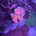 Vivid Confetti Acropora