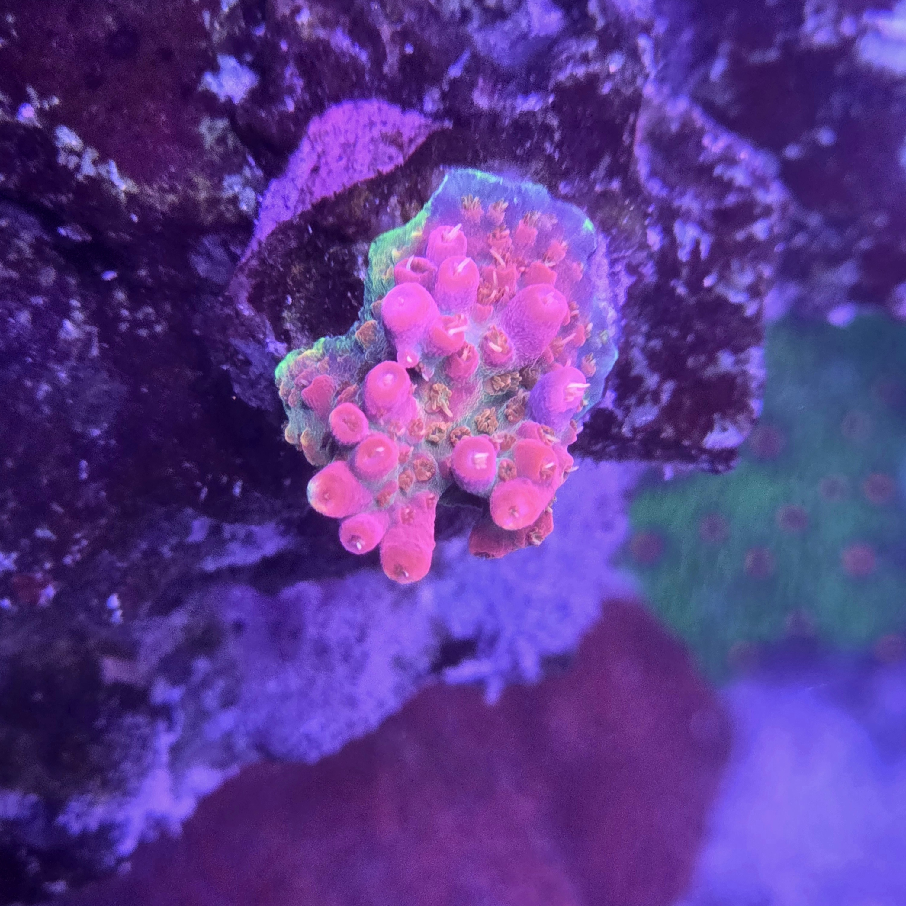 Vivid Confetti Acropora