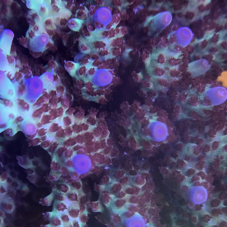 Vivid Rainbow Delight Acropora Colony