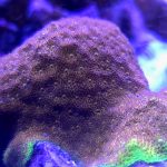 Watermelon Psammocora