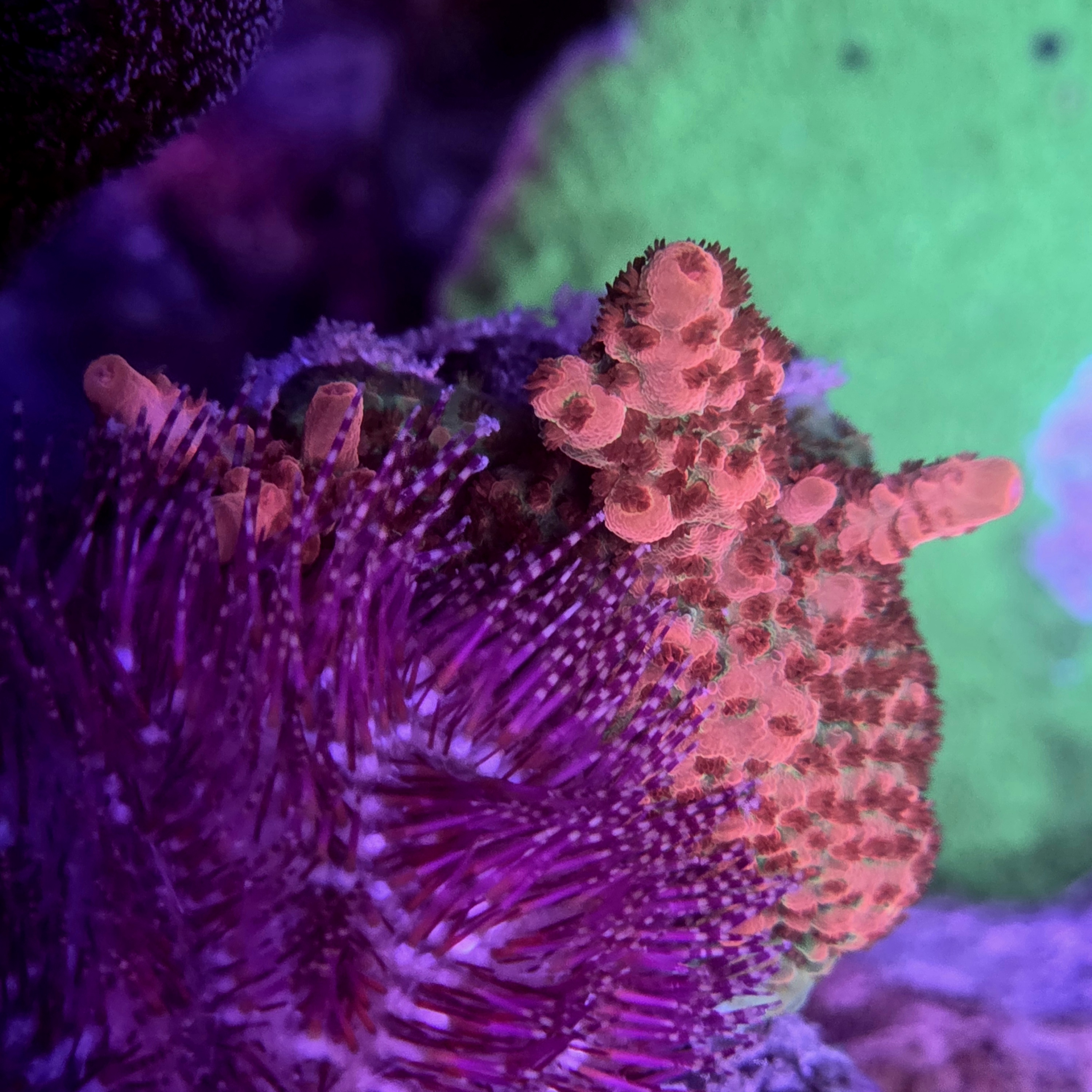 Cb Maleficent Acropora