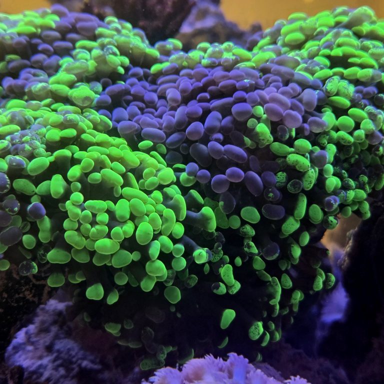 Splatter Hammer Coral