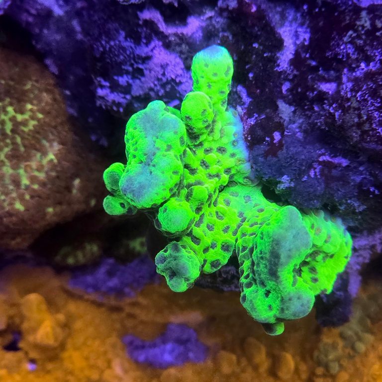 Cornbreds Ultimate Hulk Montipora Digitata