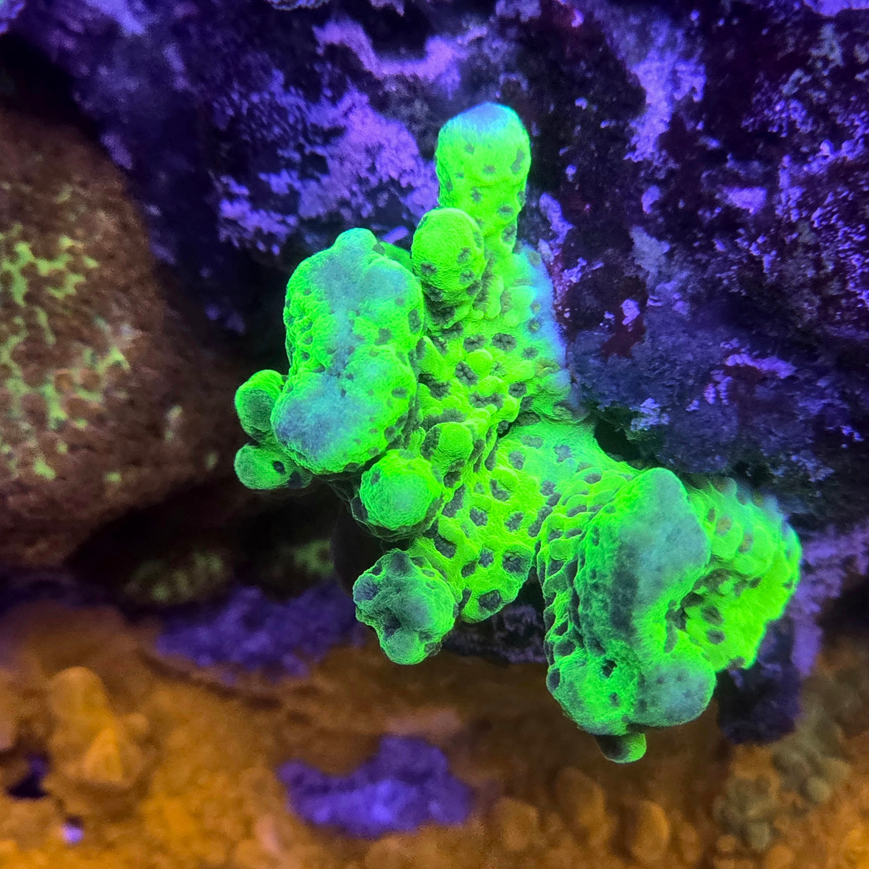 Cornbreds Ultimate Hulk Montipora Digitata