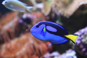 Blue Hippo Tang