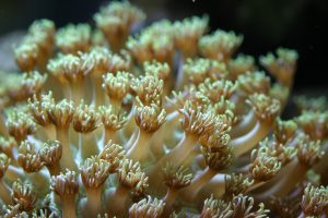 Goniopora Coral