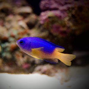 Blue And Gold Damselfish Pomacentrus Coelestis