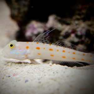 Diamond Goby