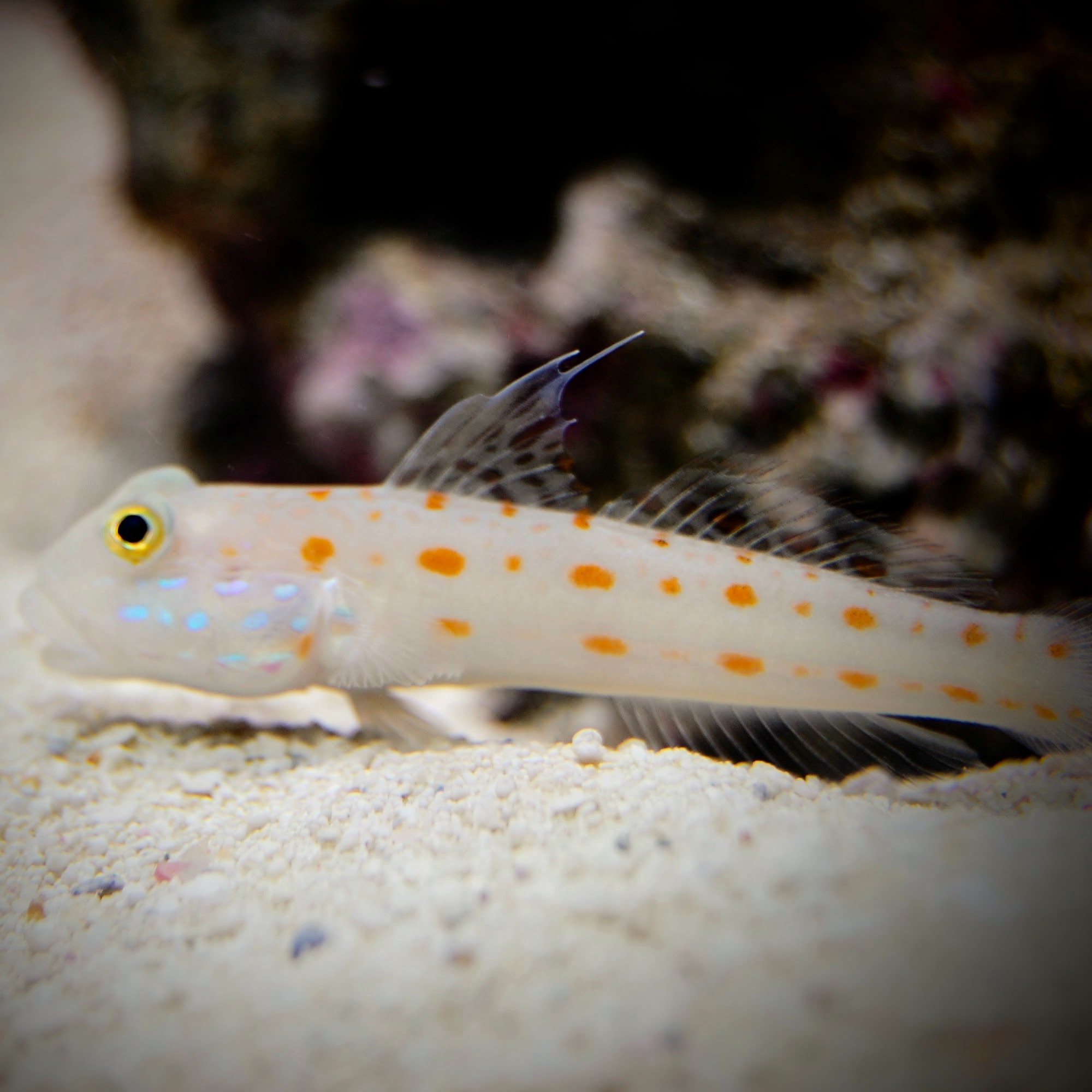 Diamond Goby