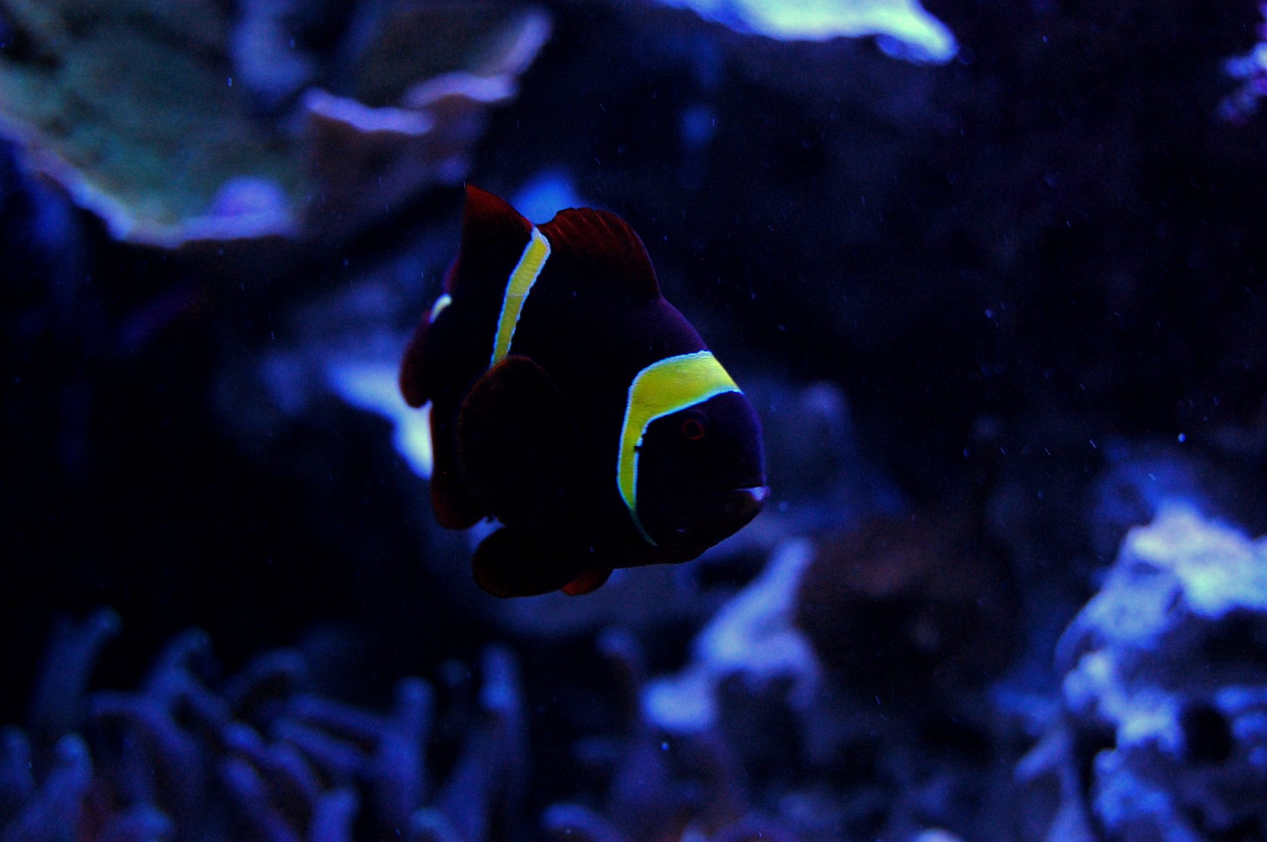 Gold Stripe Maroon Clownfish