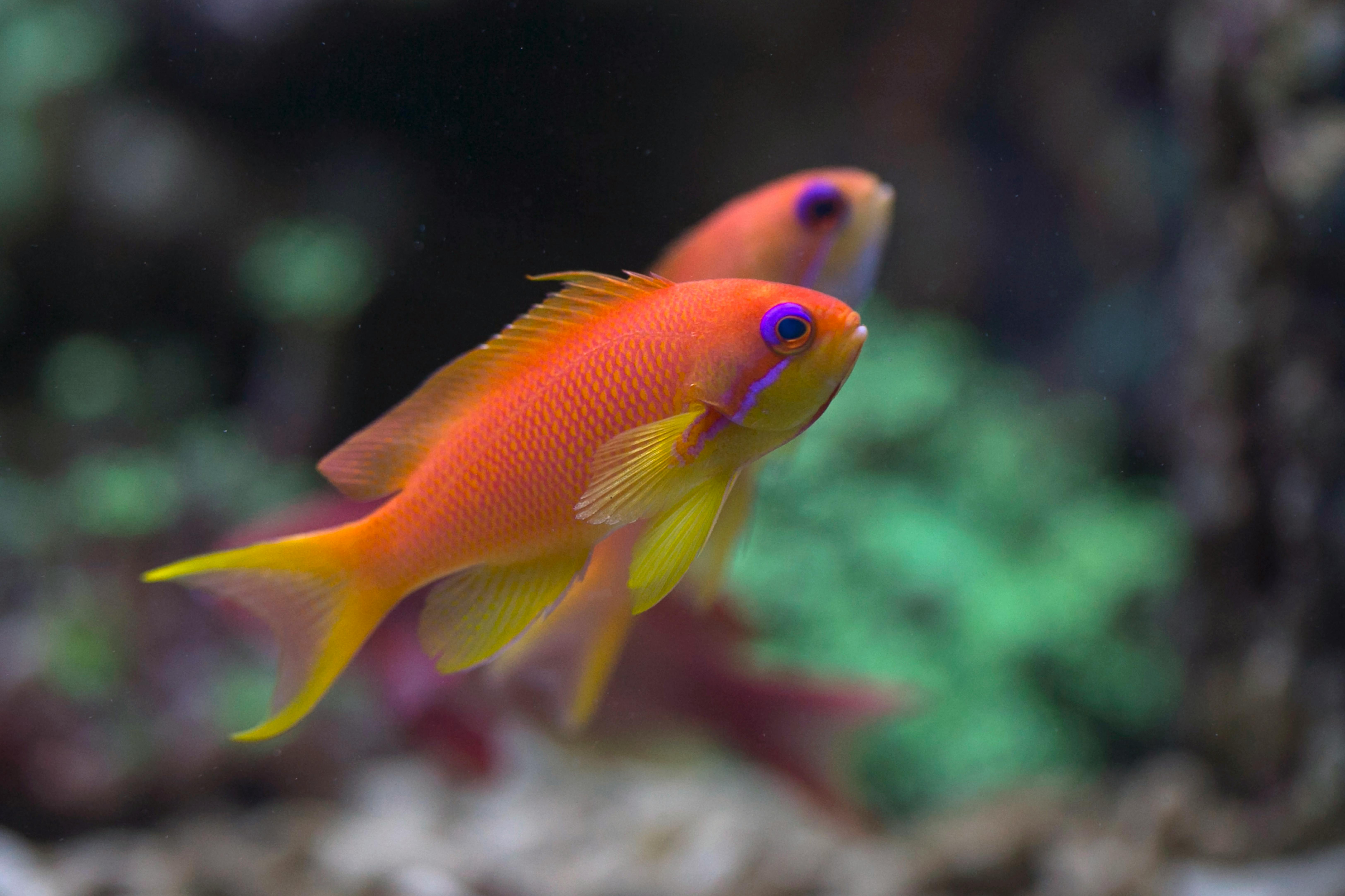 Lyretail Anthias Care