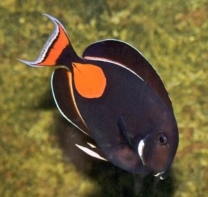Acanthurus Achilles