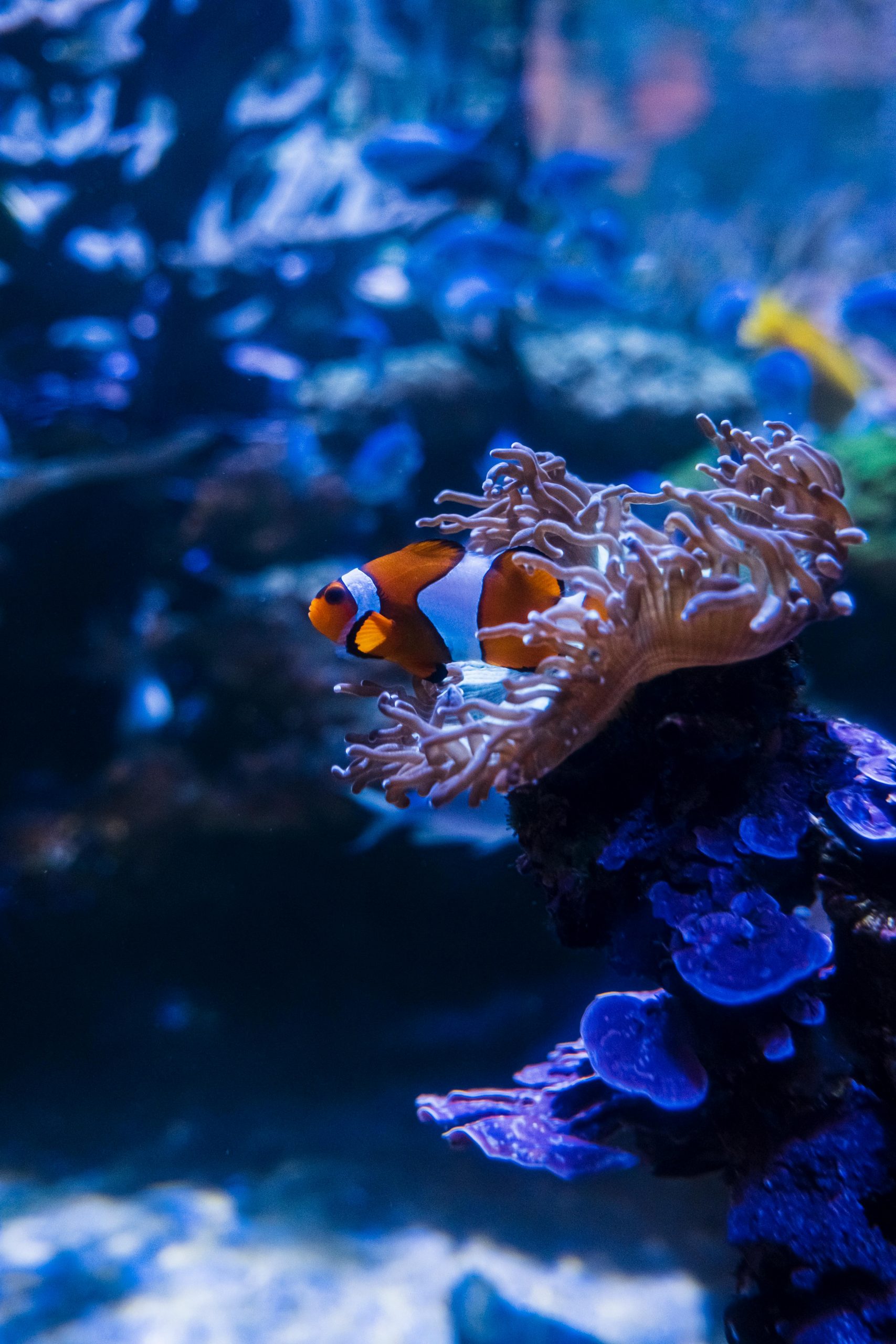Clownfish