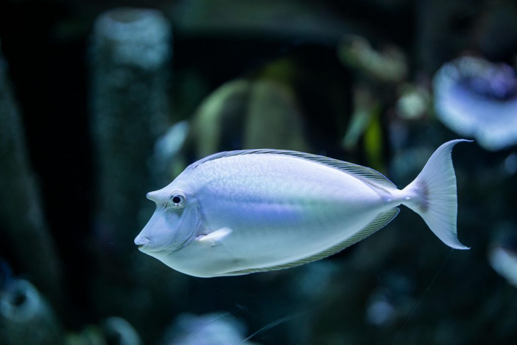 Unicorn Tang