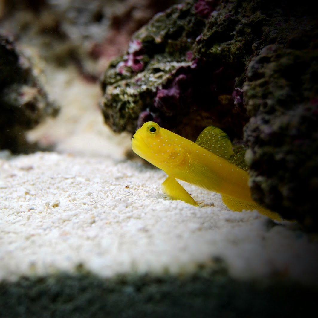 Yellow Watchman Goby